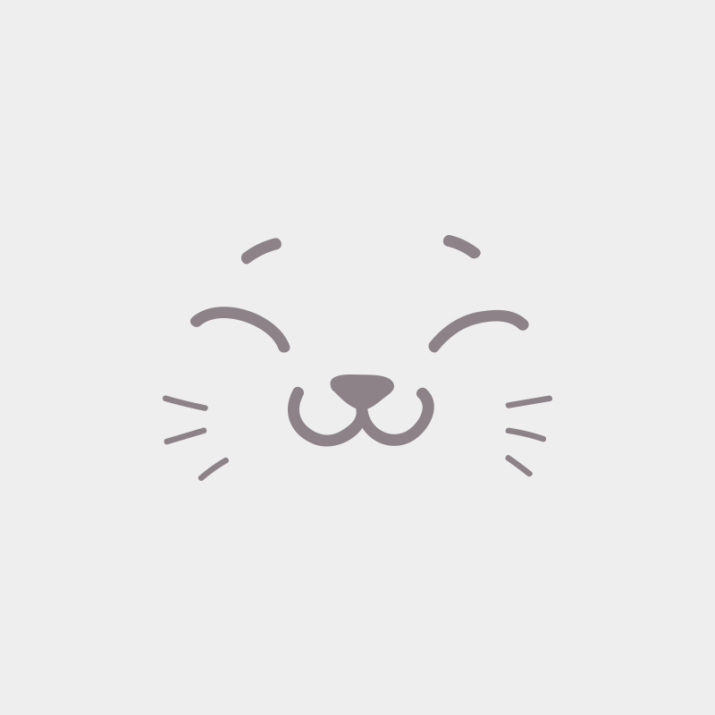 Simba Mâle British Shorthair Simba Mâle British Shorthair