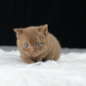chaton British Shorthair cinnamon Windsor Chatterie Le Domaine de Phyr
