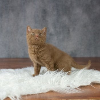 chaton British Shorthair cinnamon Windsor Chatterie Le Domaine de Phyr