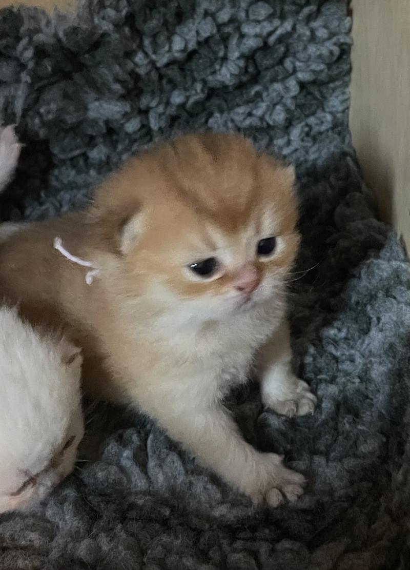Boreas Du Domaine de Phyr Mâle British Shorthair