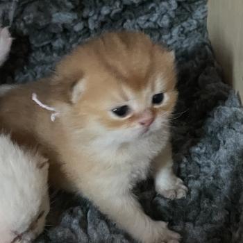 chaton British Shorthair black golden shaded Boreas Chatterie Le Domaine de Phyr