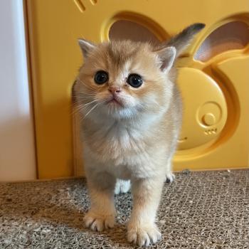 chaton British Shorthair black golden shaded Boreas Chatterie Le Domaine de Phyr