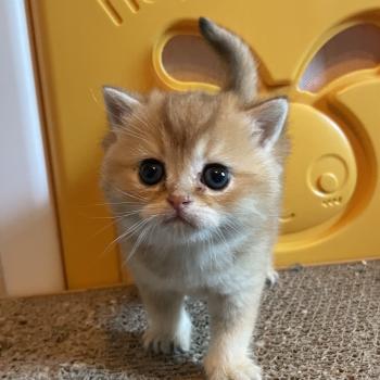 chaton British Shorthair black golden shaded Boreas Chatterie Le Domaine de Phyr