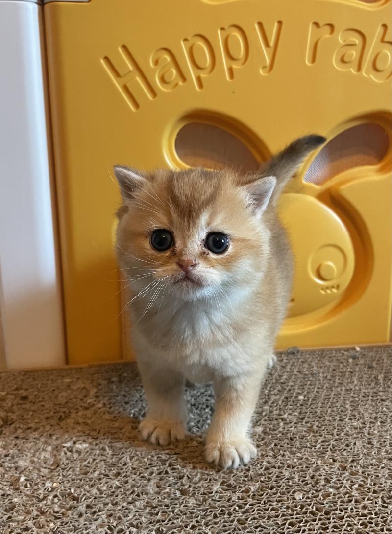 Boreas Du Domaine de Phyr Mâle British Shorthair