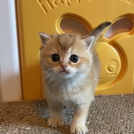 Boreas Du Domaine de Phyr Mâle British Shorthair