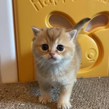 chaton British Shorthair black golden shaded Boreas Chatterie Le Domaine de Phyr