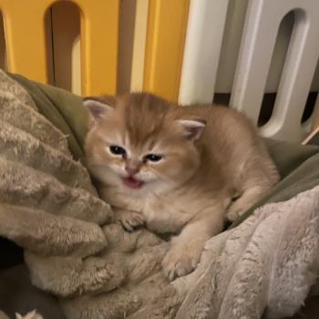 chaton British Shorthair black golden shaded Boreas Chatterie Le Domaine de Phyr