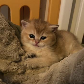 chaton British Shorthair black golden shaded Boreas Chatterie Le Domaine de Phyr