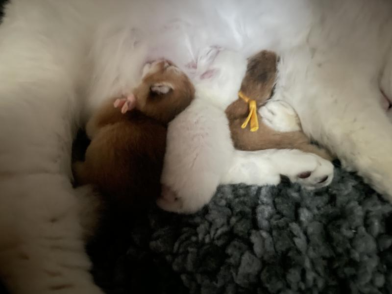 Beli Du Domaine de Phyr Mâle British Shorthair