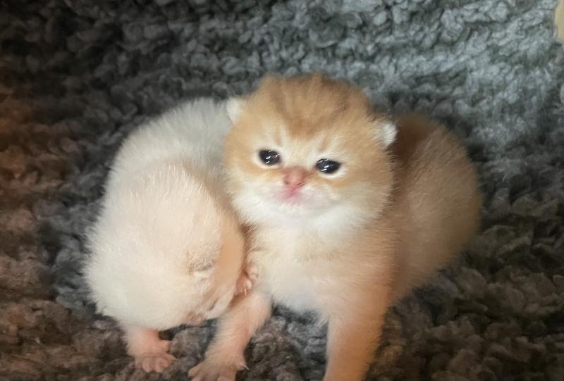 Beli Du Domaine de Phyr Mâle British Shorthair