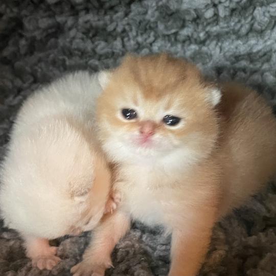 Beli Du Domaine de Phyr Mâle British Shorthair