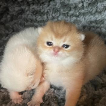 chaton British Shorthair black golden shaded Beli Chatterie Le Domaine de Phyr