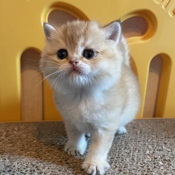chaton British Shorthair black golden shaded Beli Chatterie Le Domaine de Phyr