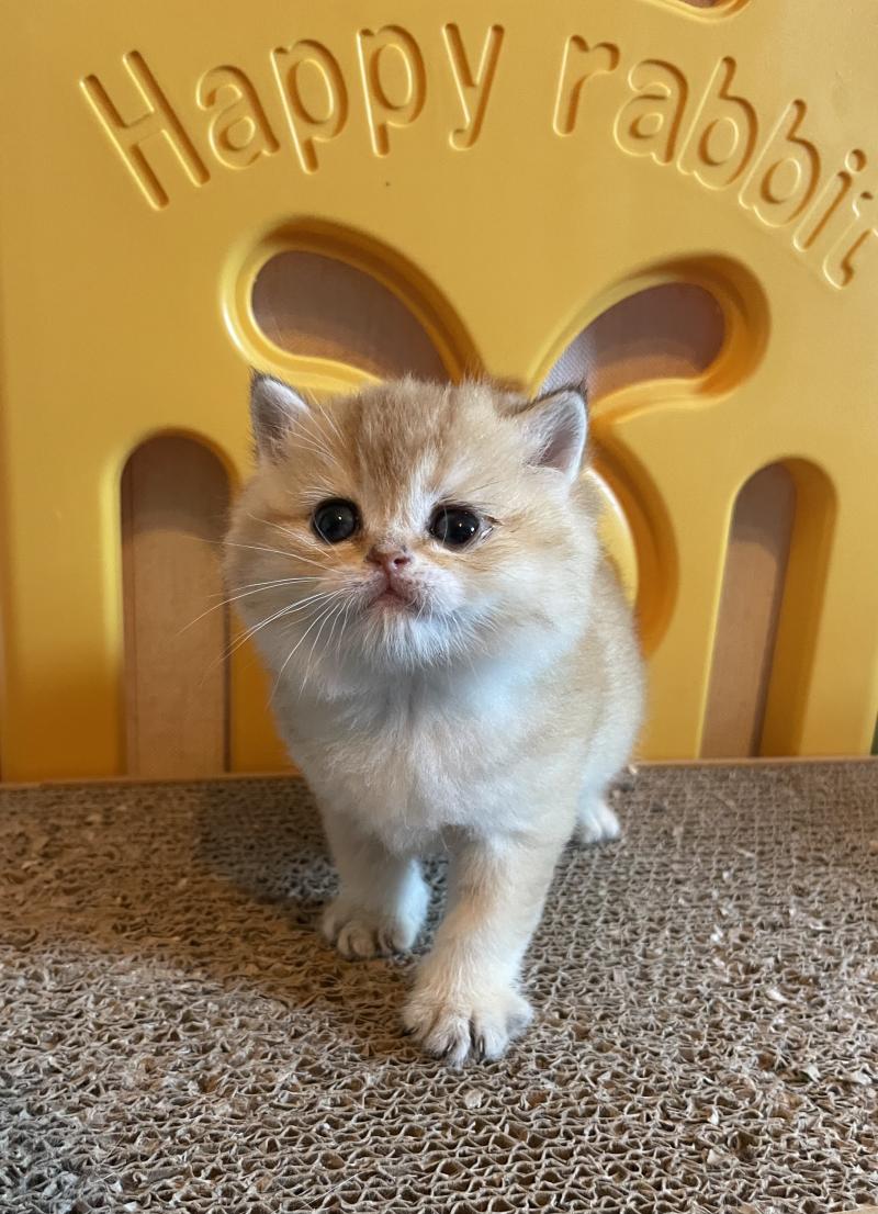 Beli Du Domaine de Phyr Mâle British Shorthair