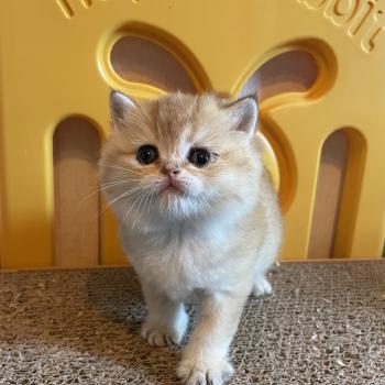 chaton British Shorthair black golden shaded Beli Chatterie Le Domaine de Phyr