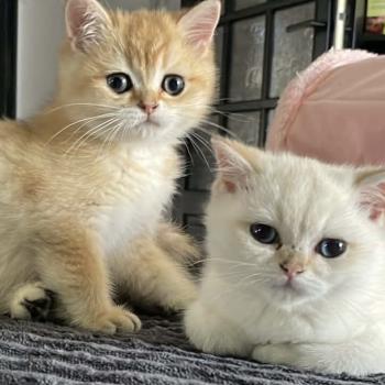 chaton British Shorthair black golden shaded Beli Chatterie Le Domaine de Phyr