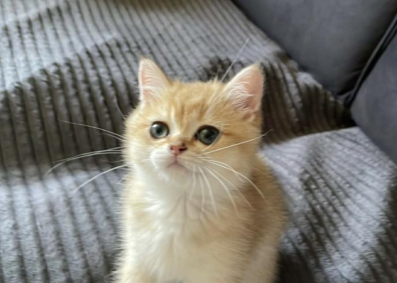 Beli Du Domaine de Phyr Mâle British Shorthair