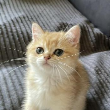 chaton British Shorthair black golden shaded Beli Chatterie Le Domaine de Phyr