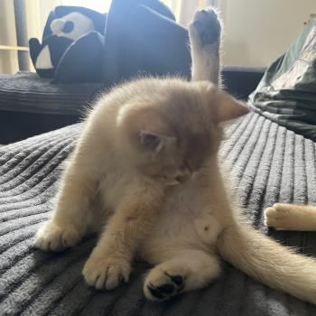 chaton British Shorthair black golden shaded Beli Chatterie Le Domaine de Phyr