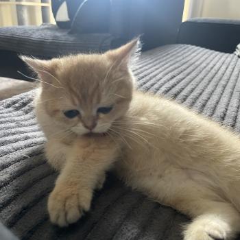 chaton British Shorthair black golden shaded Beli Chatterie Le Domaine de Phyr