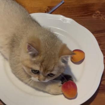 chaton British Shorthair black golden shaded Beli Chatterie Le Domaine de Phyr