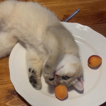 chaton British Shorthair black golden shaded Beli Chatterie Le Domaine de Phyr