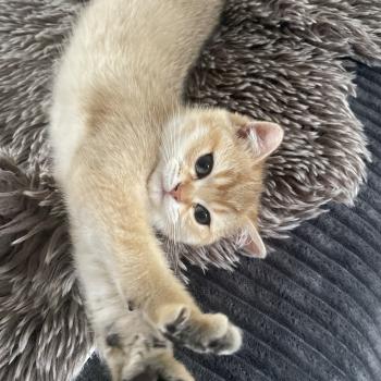 chaton British Shorthair black golden shaded Beli Chatterie Le Domaine de Phyr
