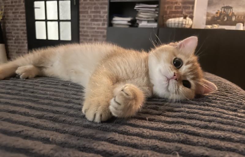 Beli Du Domaine de Phyr Mâle British Shorthair