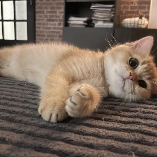 Beli Du Domaine de Phyr Mâle British Shorthair