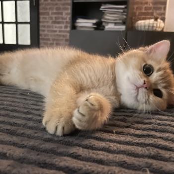 chaton British Shorthair black golden shaded Beli Chatterie Le Domaine de Phyr