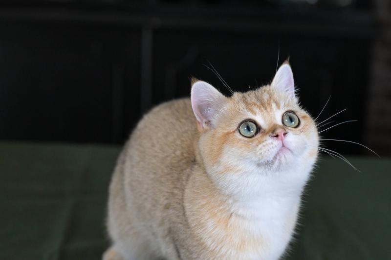 Beli Du Domaine de Phyr Mâle British Shorthair