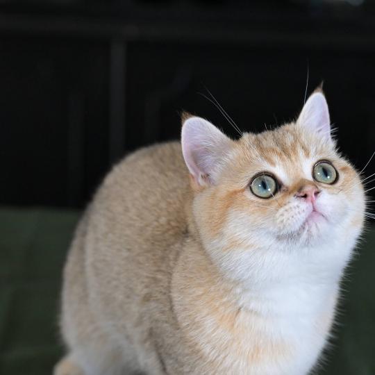 Beli Du Domaine de Phyr Mâle British Shorthair