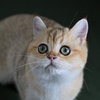 chaton British Shorthair black golden shaded Beli Chatterie Le Domaine de Phyr