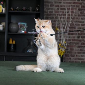 chaton British Shorthair black golden shaded Beli Chatterie Le Domaine de Phyr