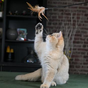 chaton British Shorthair black golden shaded Beli Chatterie Le Domaine de Phyr