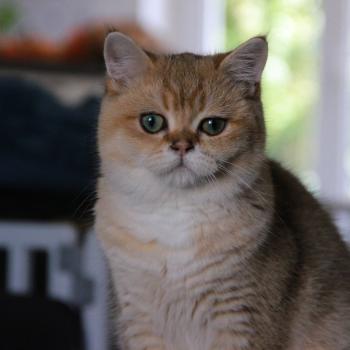 chaton British Shorthair black golden shaded Beli Chatterie Le Domaine de Phyr