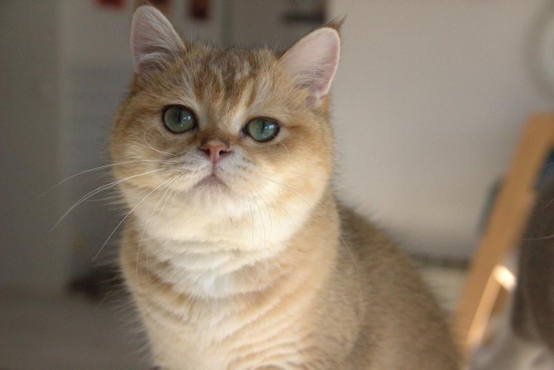 Beli Du Domaine de Phyr Mâle British Shorthair