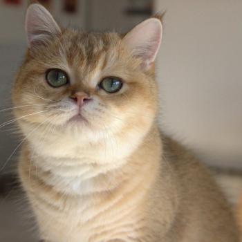 chaton British Shorthair black golden shaded Beli Chatterie Le Domaine de Phyr