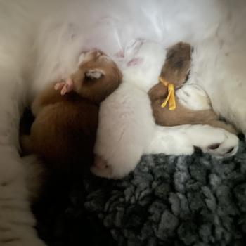 chaton British Shorthair seal golden point Chatterie Le Domaine de Phyr