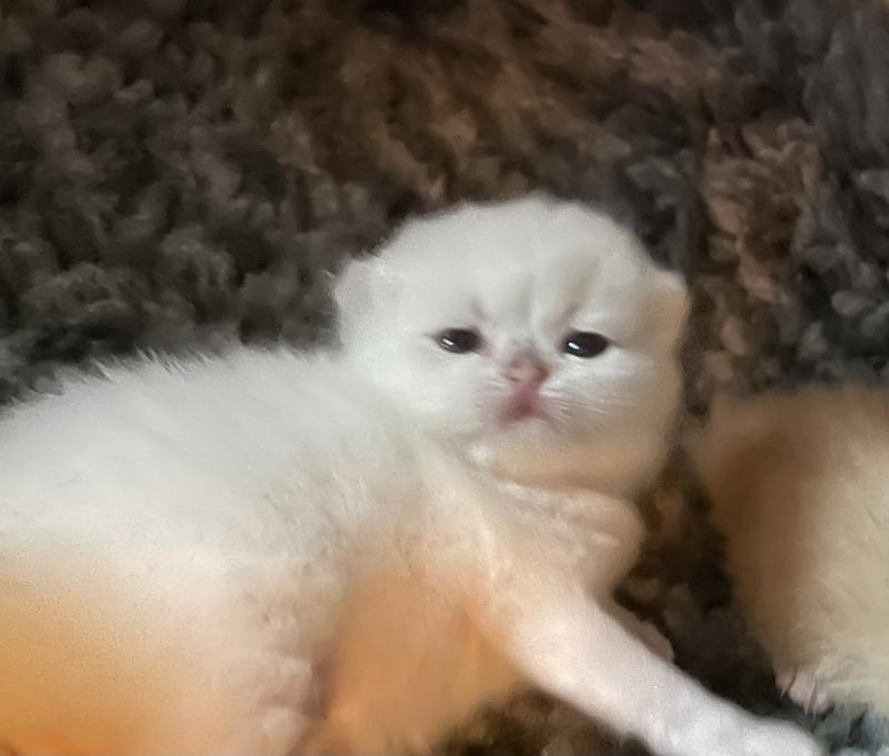 Bastet Du Domaine de Phyr Femelle British Shorthair