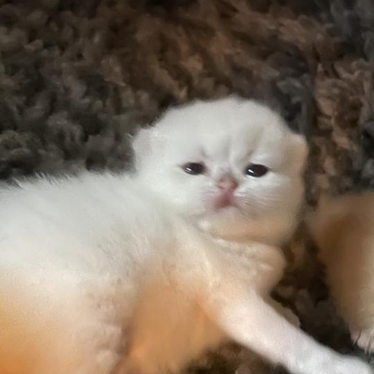 Bastet Du Domaine de Phyr Femelle British Shorthair