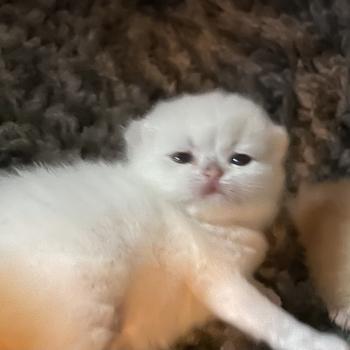 chaton British Shorthair seal golden point Bastet Chatterie Le Domaine de Phyr