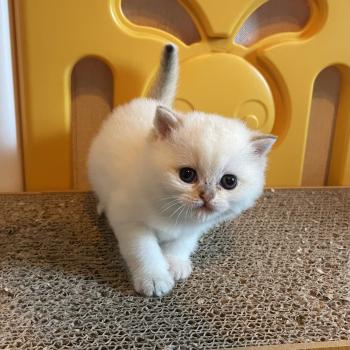chaton British Shorthair seal golden point Bastet Chatterie Le Domaine de Phyr