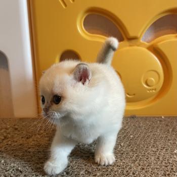 chaton British Shorthair seal golden point Bastet Chatterie Le Domaine de Phyr