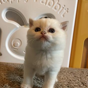 chaton British Shorthair seal golden point Bastet Chatterie Le Domaine de Phyr