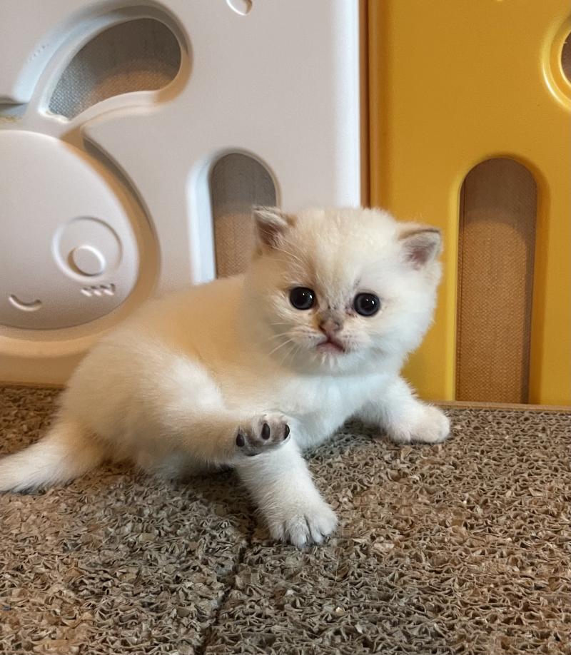 Bastet Du Domaine de Phyr Femelle British Shorthair