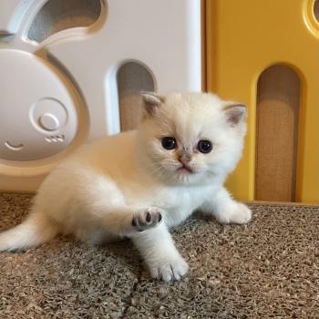 chaton British Shorthair seal golden point Bastet Chatterie Le Domaine de Phyr