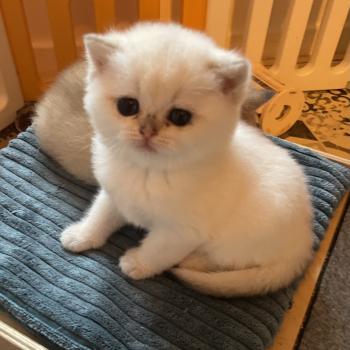 chaton British Shorthair seal golden point Bastet Chatterie Le Domaine de Phyr