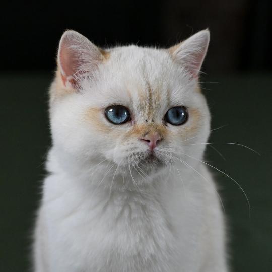 Bastet Du Domaine de Phyr Femelle British Shorthair