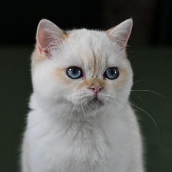 chaton British Shorthair seal golden point Bastet Chatterie Le Domaine de Phyr